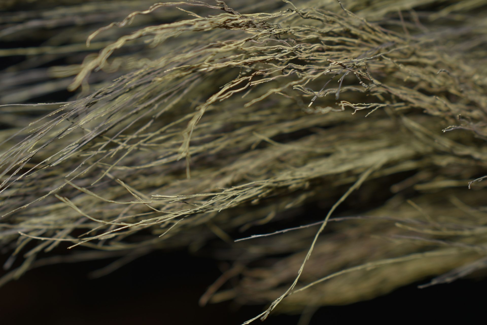 brown and green grass in close up photography