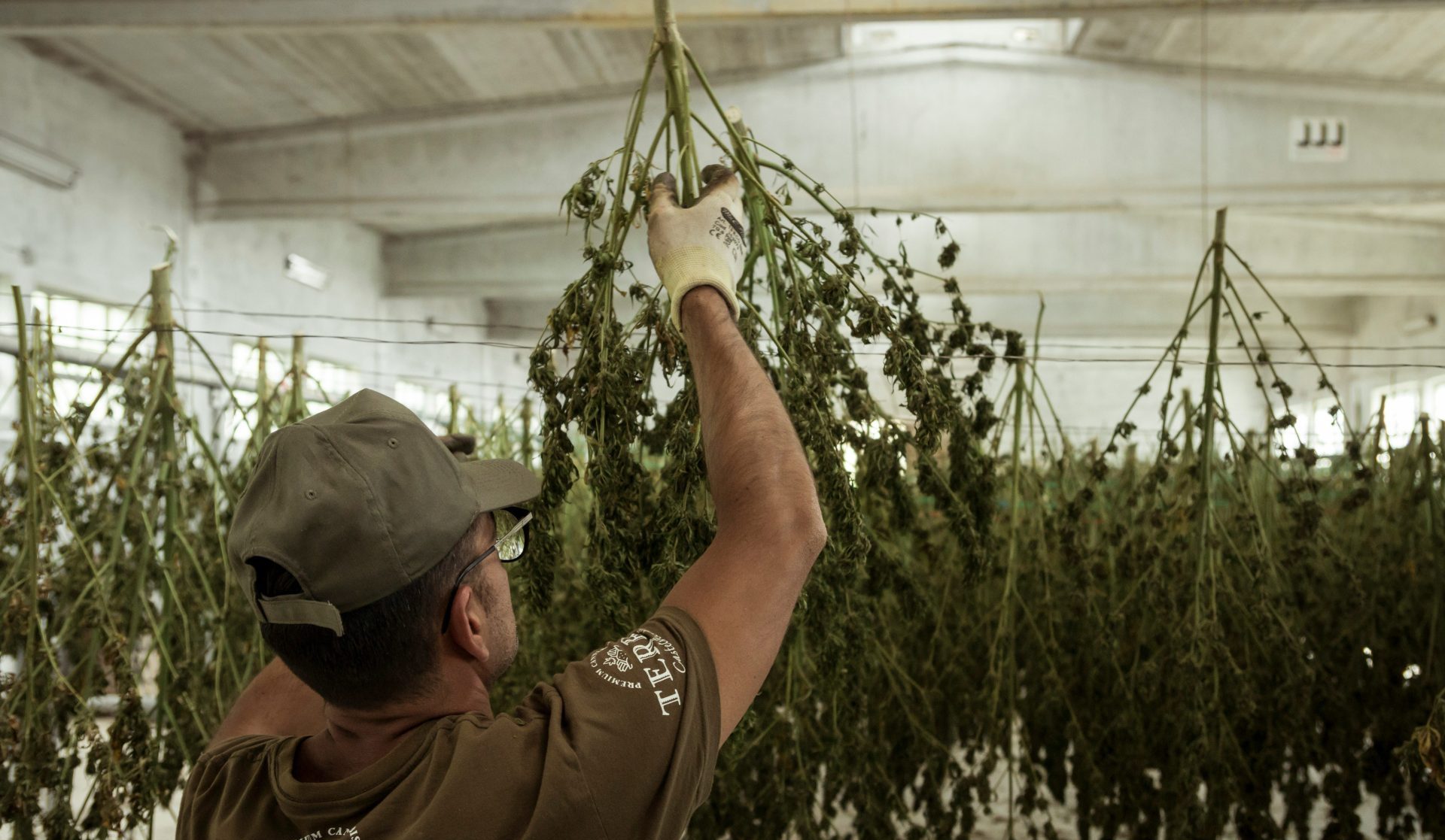 man hanging green leaves inside room